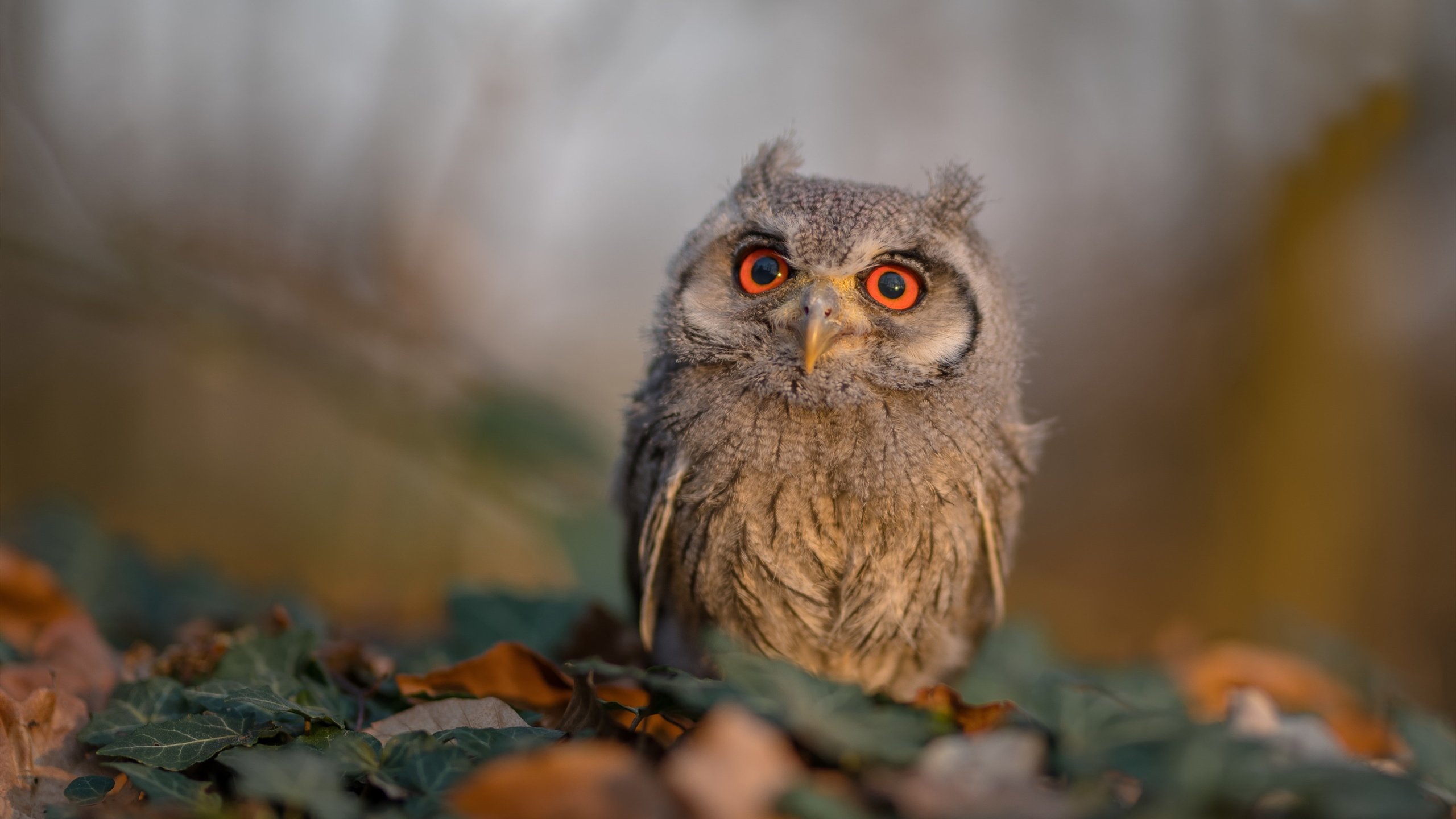 若日尼奥硬仗之王，丹麦强势晋级阿尔及利亚—绿茵场上的战术博弈与意志较量
