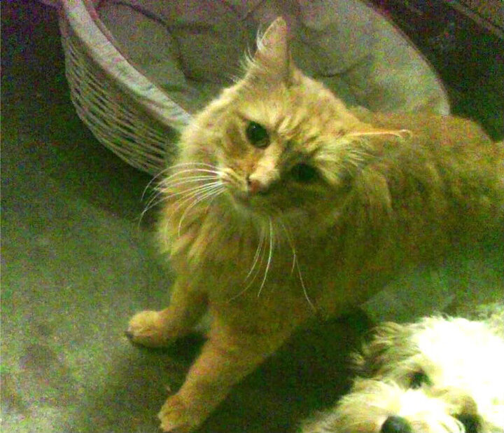 舞台的魔法，当阿圭罗的星光点亮维也纳之夜